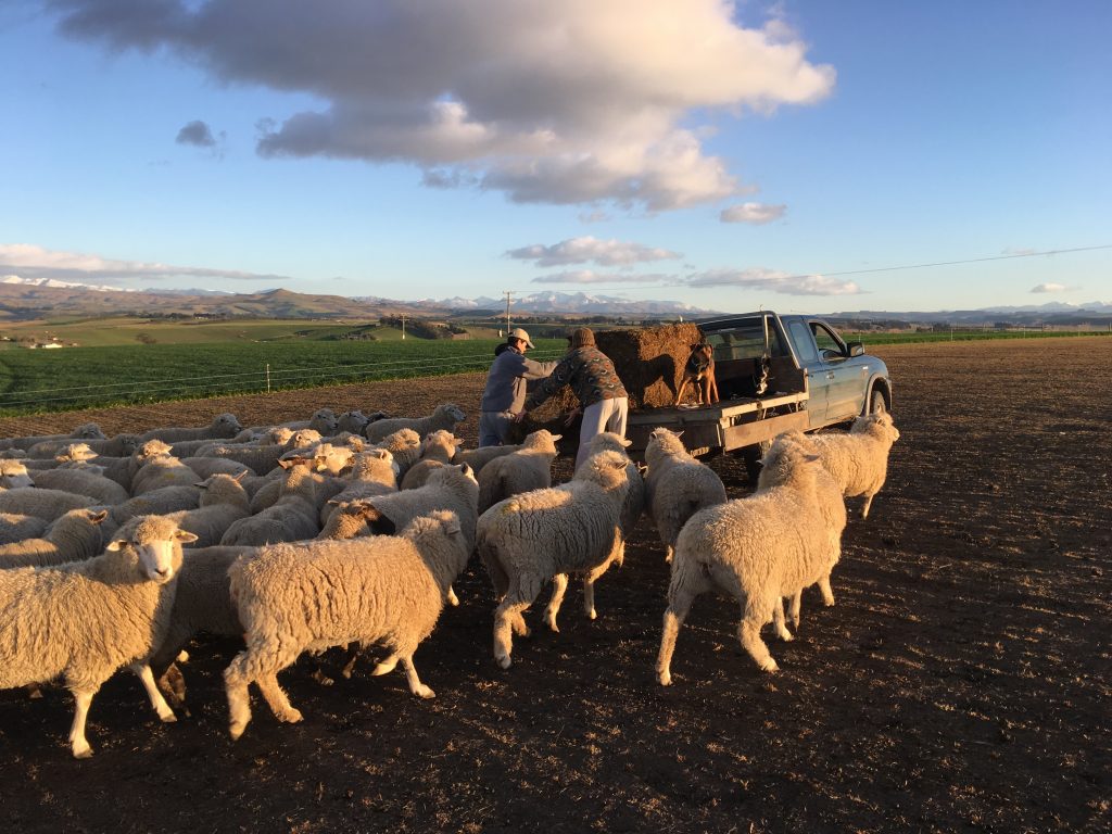 Oliver and Spencer as they assist Marc Lawrence (host family father) with the sheep.