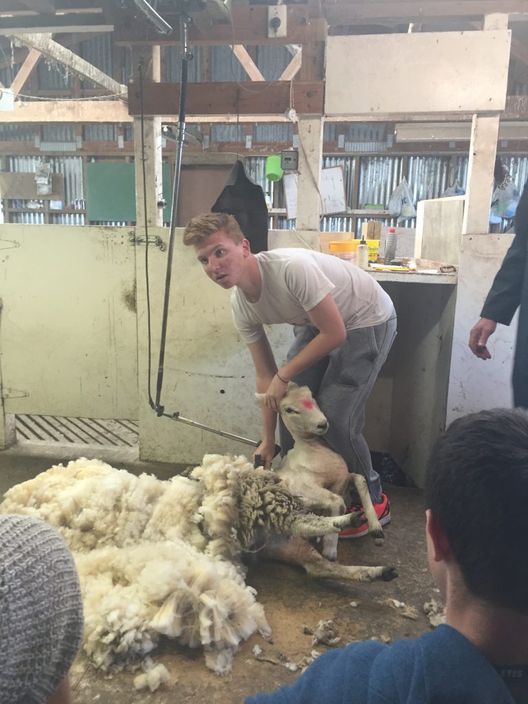 Jack was one of many to sheer sheep at the Lawrence family farm.